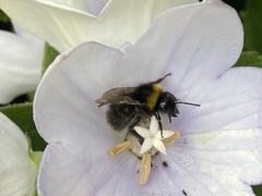 Bombus pratorum
