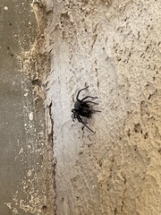 Araneae