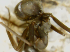 Formicidae