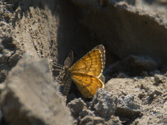 Ematurga atomaria