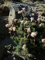Eriogonum thymoides