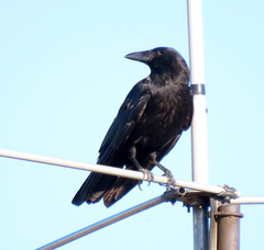 Corvus corone