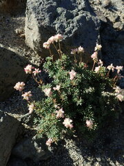 Eriogonum thymoides