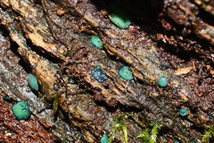 Chlorociboria aeruginascens image