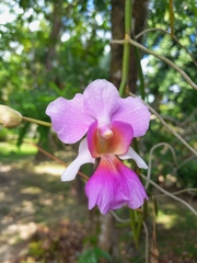 Papilionanthe