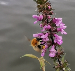 Bombus