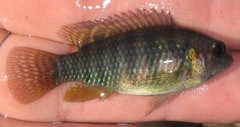 Tilapia ruweti