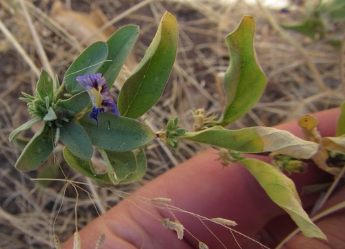 Image of Aptosimum Decumbens (Aptosimum decumbens) by (c) Robert Taylor, some rights reserved (CC BY)
