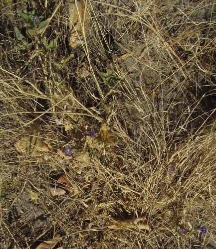 Image of Aptosimum Decumbens (Aptosimum decumbens) by (c) Robert Taylor, some rights reserved (CC BY)