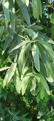 Elaeagnus angustifolia