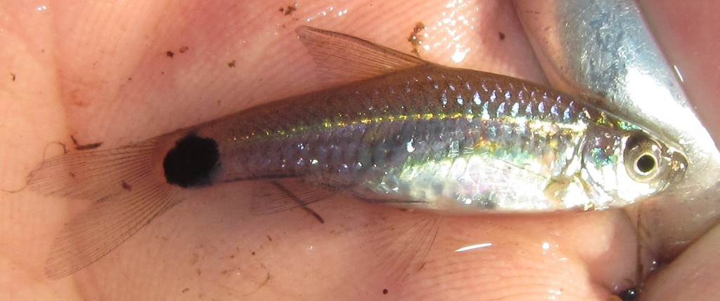 Spottail Barb