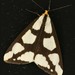 Leconte's Haploa Moth - Photo (c) Jim des Rivieres, some rights reserved (CC BY-NC), uploaded by Jim des Rivieres
