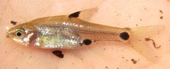 Enteromius haasianus