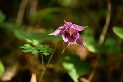 Aquilegia pubiflora