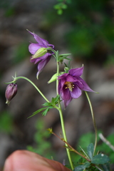 Aquilegia pubiflora