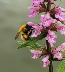 Bombus pascuorum