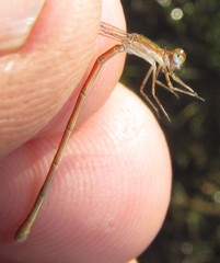 Agriocnemis gratiosa