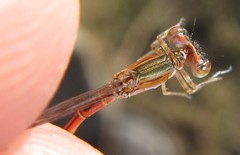 Agriocnemis gratiosa