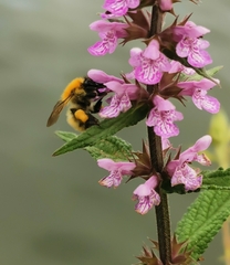 Bombus pascuorum