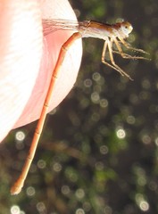 Agriocnemis gratiosa