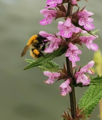 Bombus pascuorum