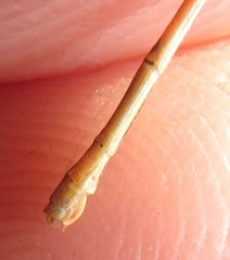 Agriocnemis gratiosa