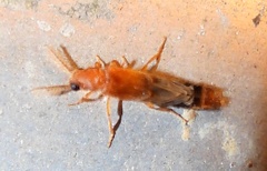 Distremocephalus texanus