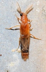 Distremocephalus texanus