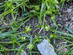Sagina procumbens