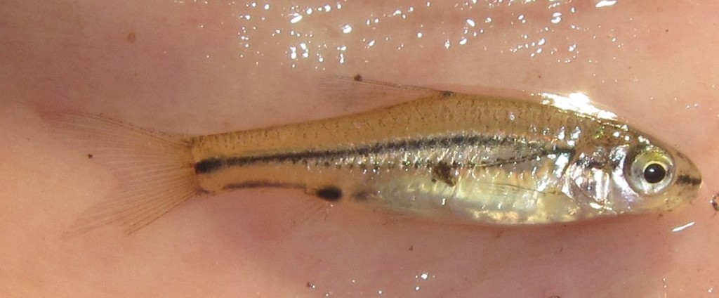 Hyphen Barb