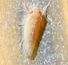 Graminella sonora