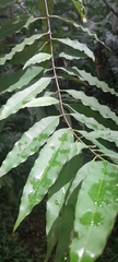 Lacmellea panamensis