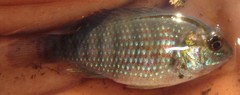 Tilapia ruweti