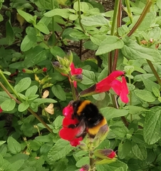 Bombus