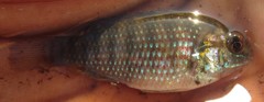 Tilapia ruweti
