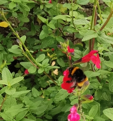 Bombus