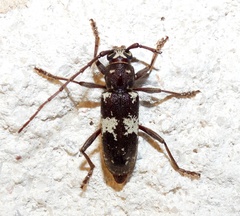 Enaphalodes taeniatus