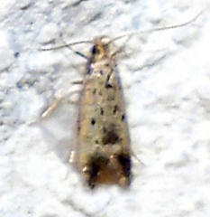 Neodactylota liguritrix