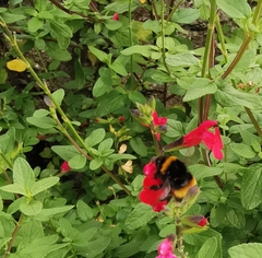 Bombus