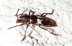 Enaphalodes taeniatus