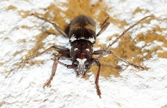 Enaphalodes taeniatus