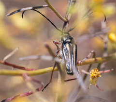Perarthrus vittatus