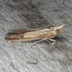 Ancylostomia stercorea