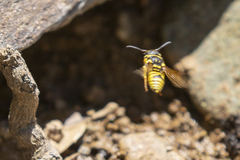 Ancistrocerus catskill