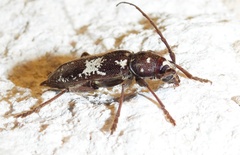 Enaphalodes taeniatus