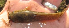 Clarias ngamensis