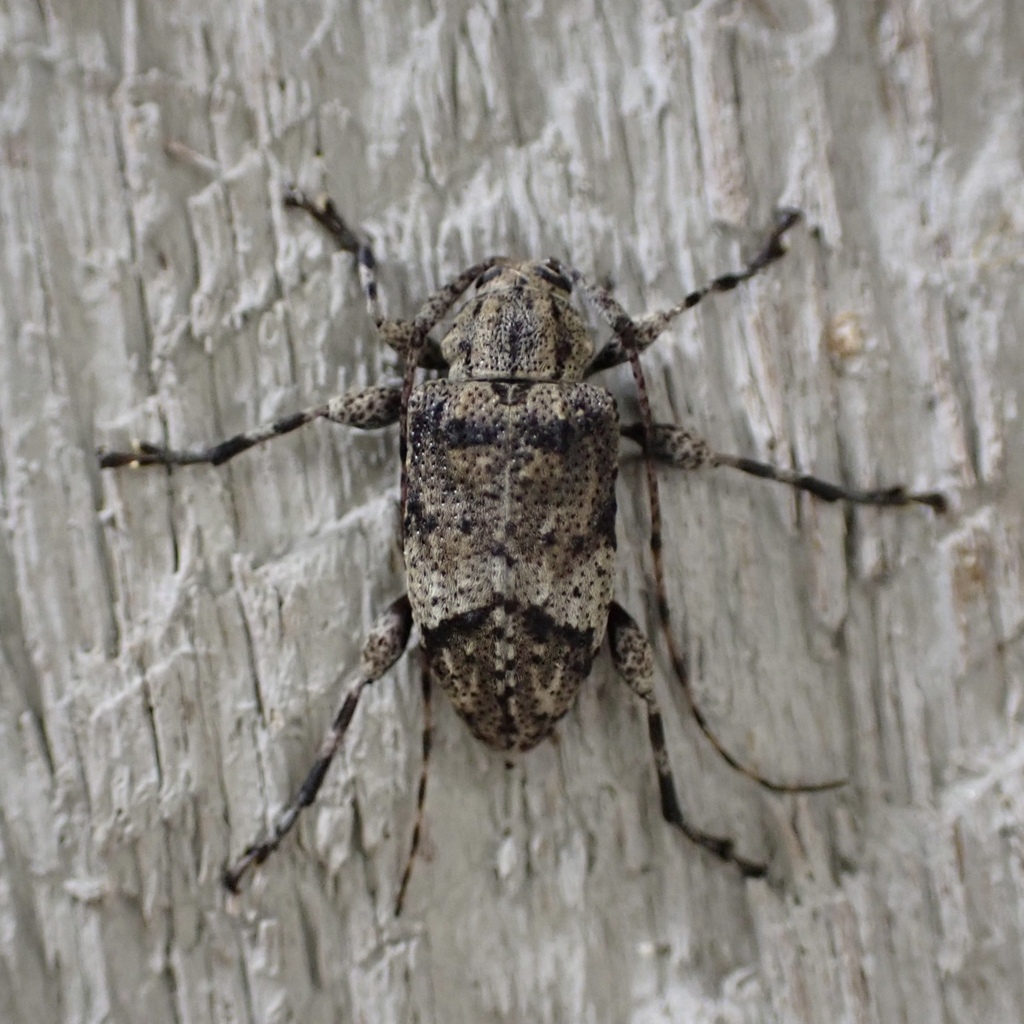 Astylopsis fascipennis