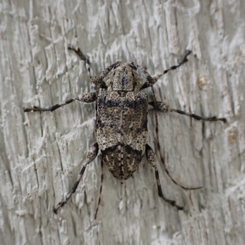 Astylopsis fascipennis · iNaturalist