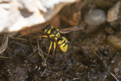 Ancistrocerus catskill