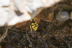 Ancistrocerus catskill